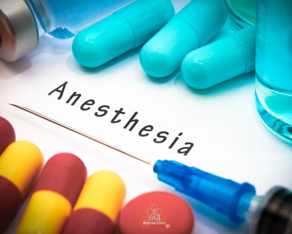 Sedation and anesthesia: what's the difference?
