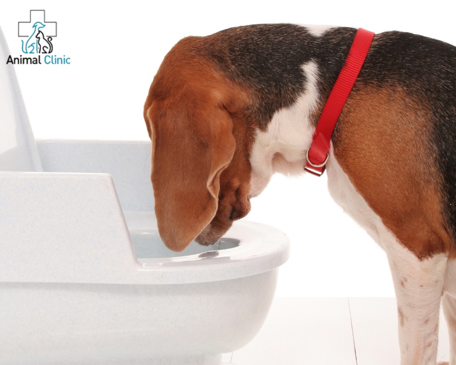 Vomiting in cats and dogs