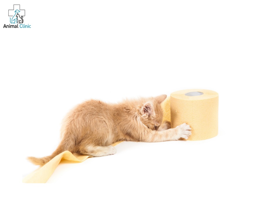 First aid for a pet with diarrhea