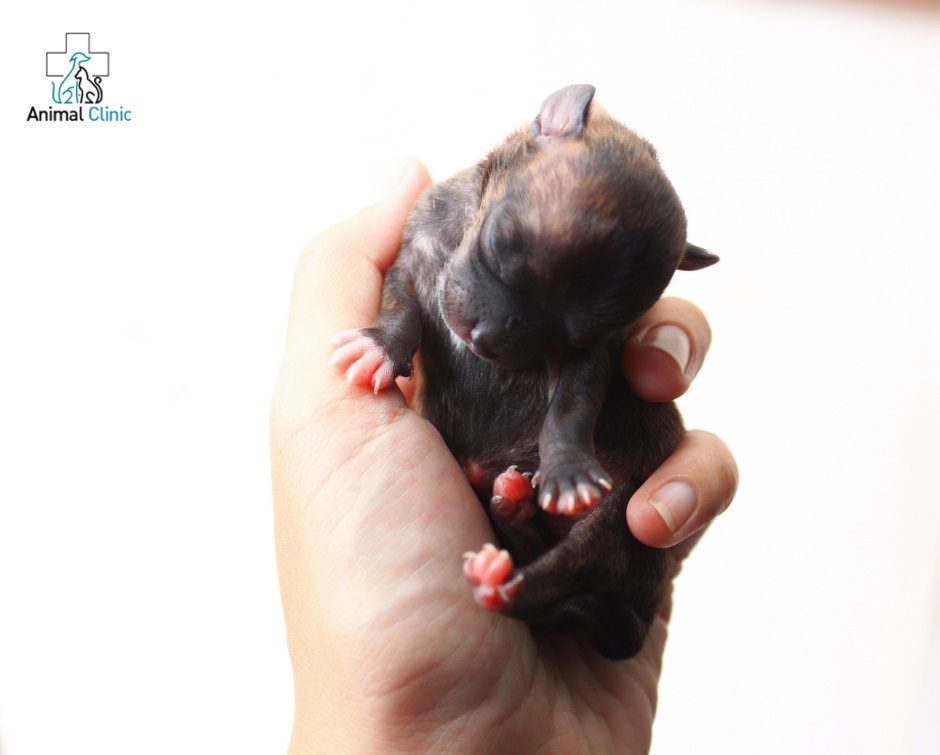How to take care of a puppy or kitten left without a mother?