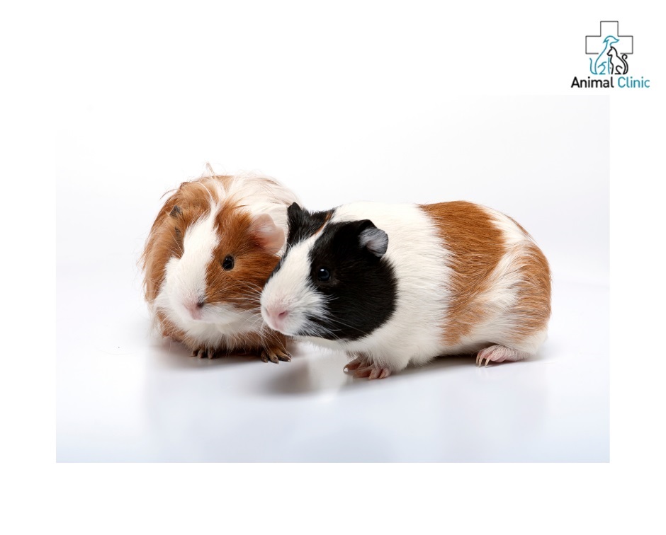 Guinea pigs: rules of maintenance