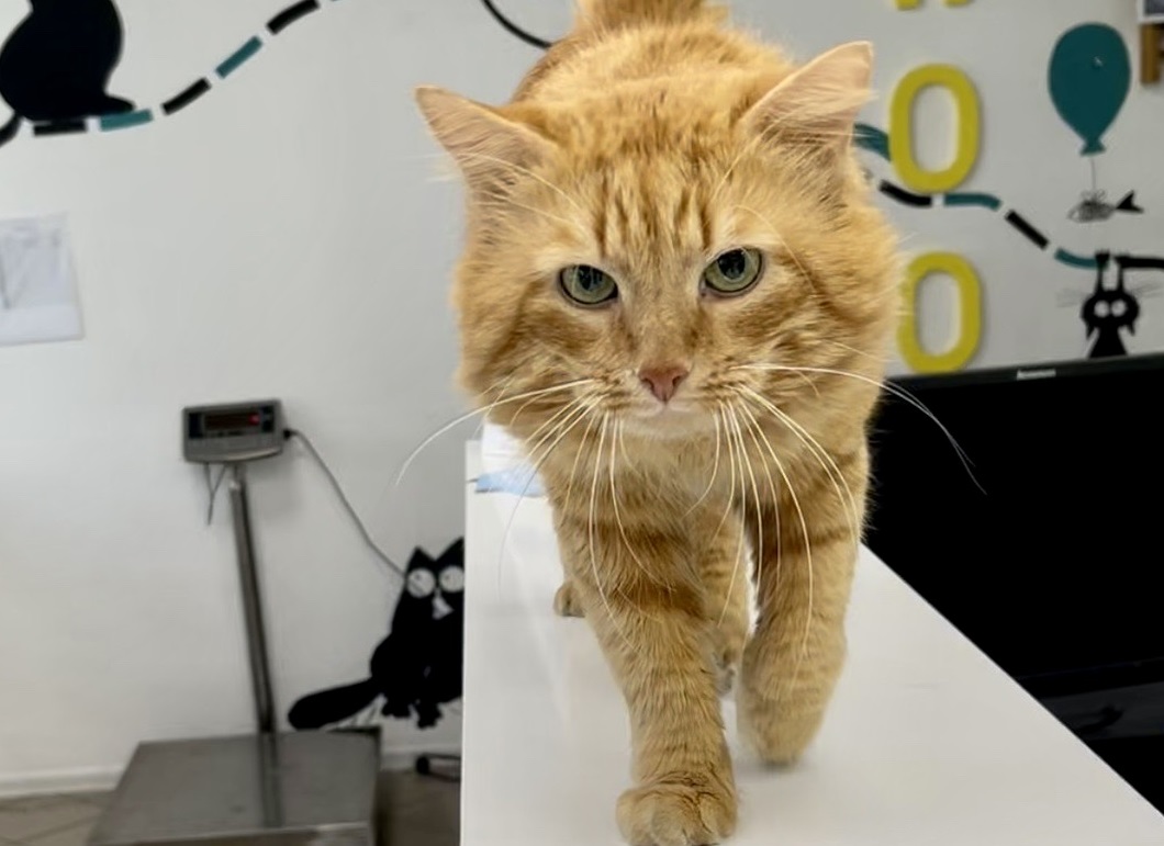 Recommendations for the care of cats