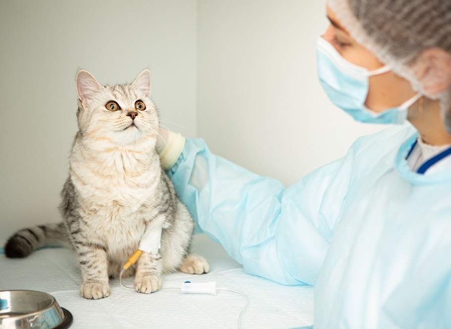 Interesting facts about the structure of the cat's body