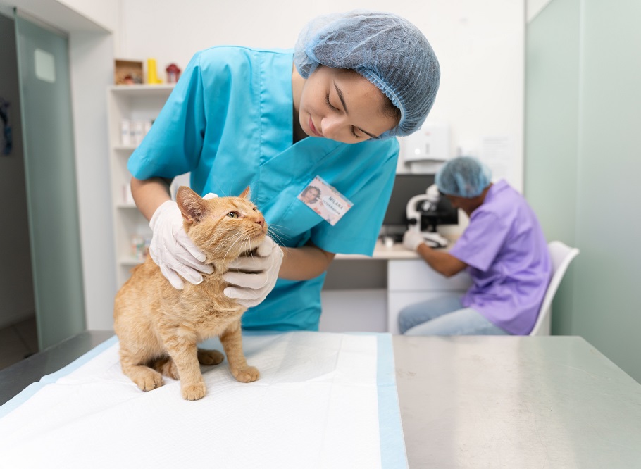 Anxiety in cats: signs, causes, help