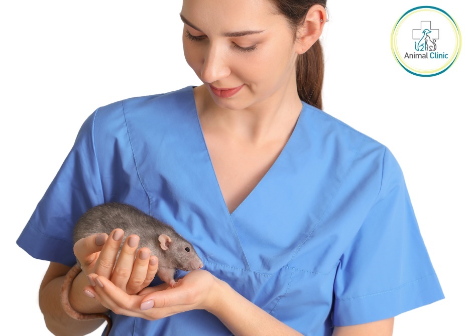 Common injuries of ornamental rats