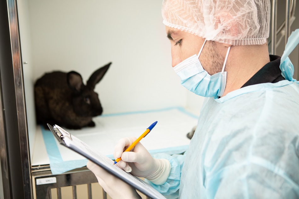 What is dental correction for rodents and rabbits?