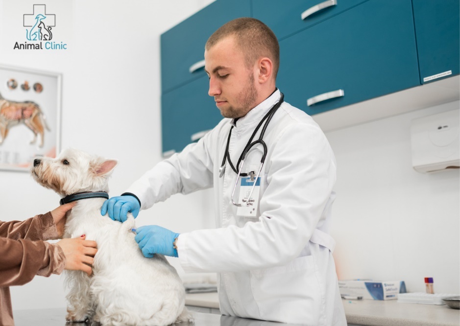 How to inject a cat or dog?