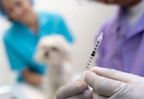 5 frequently asked questions about animal vaccination