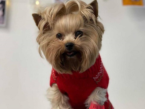 Is your pet healthy?