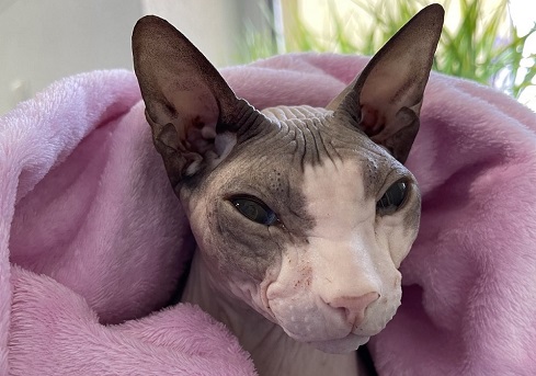Cat asthma: symptoms, diagnosis, treatment