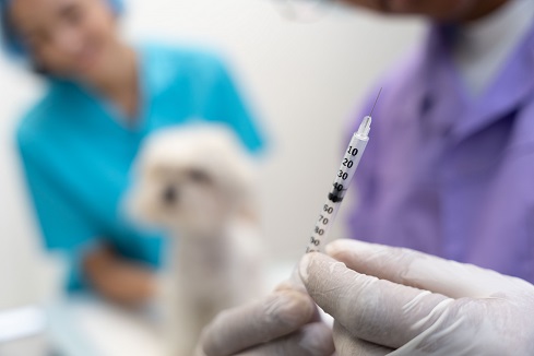 Vaccination of dogs and cats: vaccination calendar