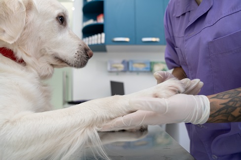 Seasons of providing services to dogs