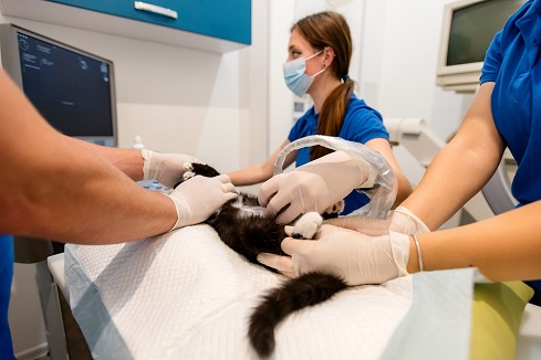 Ultrasound: types and preparation