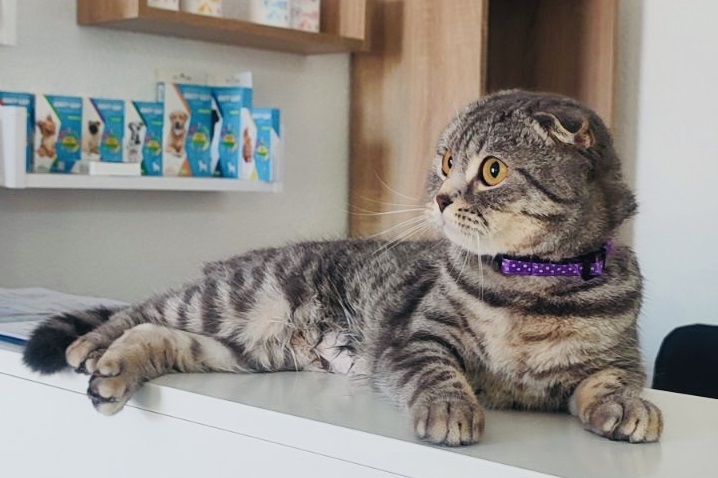 Seasons of providing services to cats