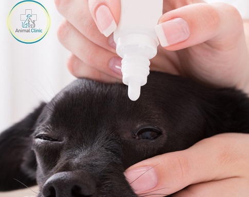 Common diagnoses of the organ of vision at Animal Clinic