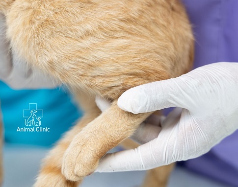 Animal tissue damage