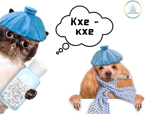 Why do dogs and cats cough?