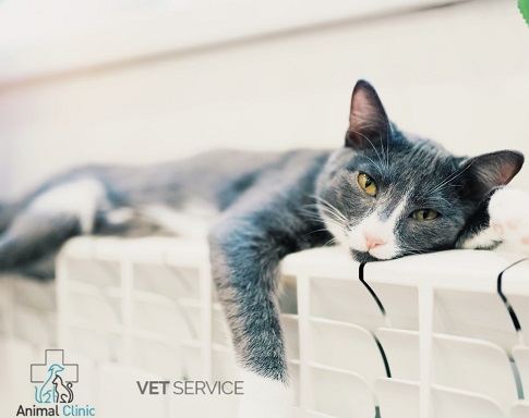 How to take care of a cat during the heating season?