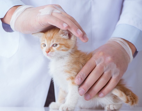 Lower urinary tract disease in cats: new perspectives