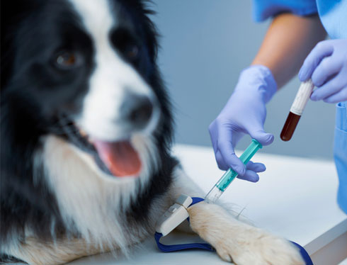Blood transfusion for animals has been introduced in Animal Clinic branches