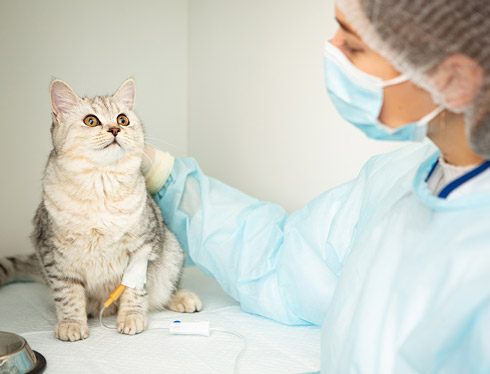 5 frequently asked questions about animal blood transfusion