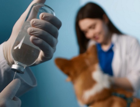 Why is babesiosis dangerous and how to help an animal after a tick bite?


