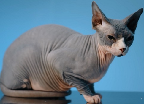 Discharge in cats and dogs: why do they appear and what to do about it?