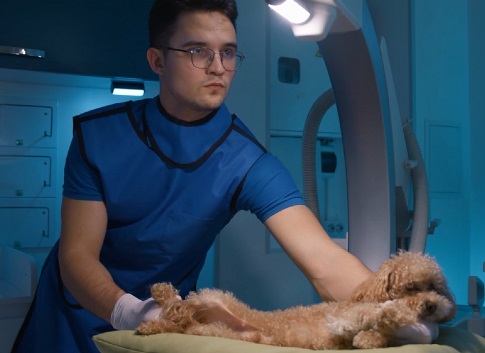 A dog is lying down and won't get up - a neurosurgeon is needed