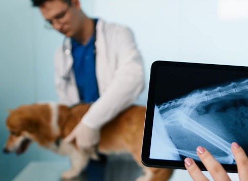 What to do if a dog is lame: when does an orthopedic veterinarian recommend surgery?