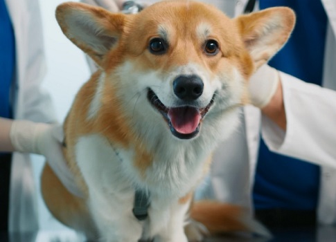 Cat and dog neutering: when to neuter and how is the operation performed?