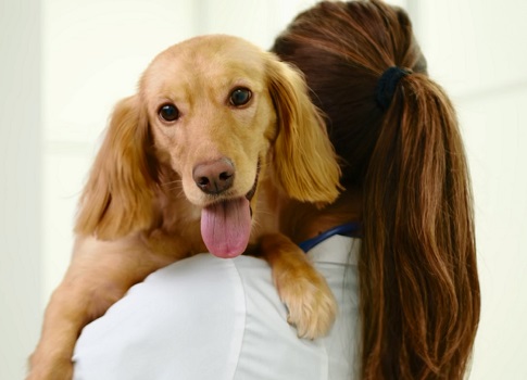 Cat and dog sterilization: when to sterilize and how is the operation performed?