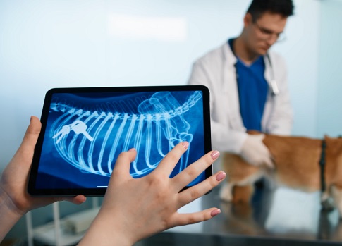 Foreign body inside the animal: will the surgeon prescribe surgery?