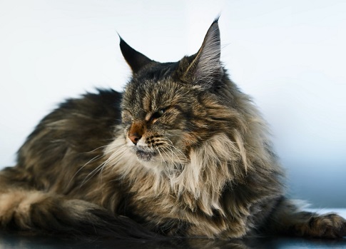 Why does a pet behave strangely and how can a neurologist help?