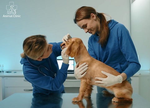 Why does a pet's tooth hurt: Should I go to the dentist?
