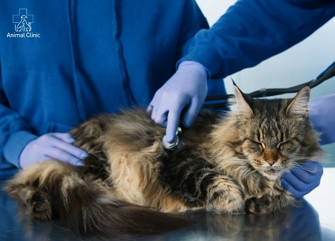 Why is a cat or dog so sluggish: a neurologist is needed