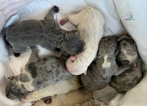 Obstetric care for dogs and cats: when is an obstetrician needed?