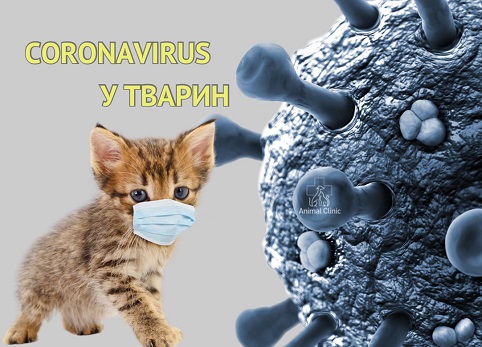 Coronavirus: what animals are affected, symptoms, treatment and prevention