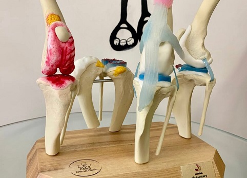A dog or cat's knee falls out: why does it happen and how can an orthopedic veterinarian help?
