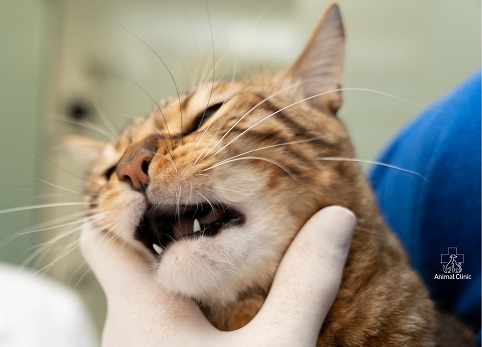 Tartar in a dog or cat: why does it appear and what does a veterinarian do to remove fossilized plaque?