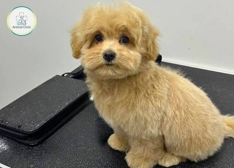 Dog or cat itches: causes and how to help?