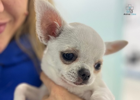 Should you mate or sterilize your pet?