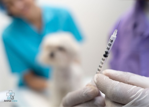 Animal vaccination: purpose and features of the procedure