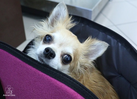 How to treat a pet for fleas, ticks and worms?