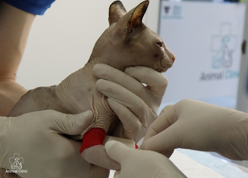 What preventive tests should a pet have?