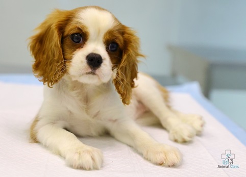 What awaits the guardian if his dog gives birth to puppies?