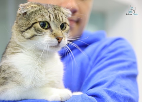 Animal has a cold: causes, symptoms and treatment