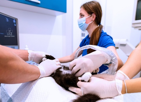 Animal ultrasound: why and how is it performed, how to prepare your pet?