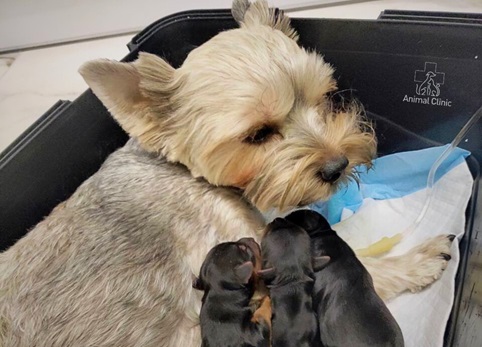Childbirth care for dogs and cats: types and how does it work?