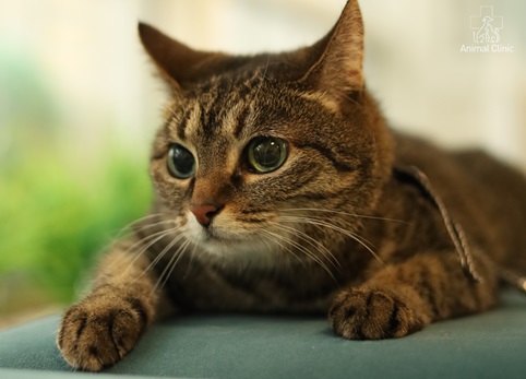 Bitten wounds in animals: why are they dangerous, how to detect damage and provide first aid