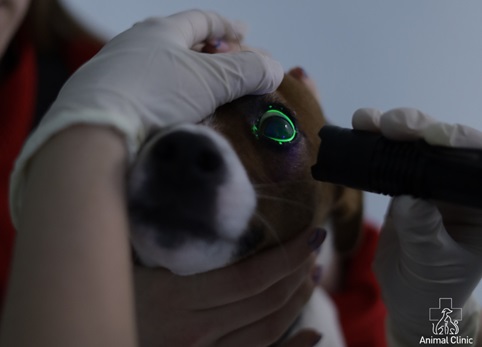 Eye problems in pets: what are the causes and symptoms, how to help a pet?